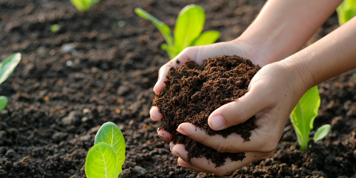 Composting Basics: Turning Kitchen Scraps into Garden Gold