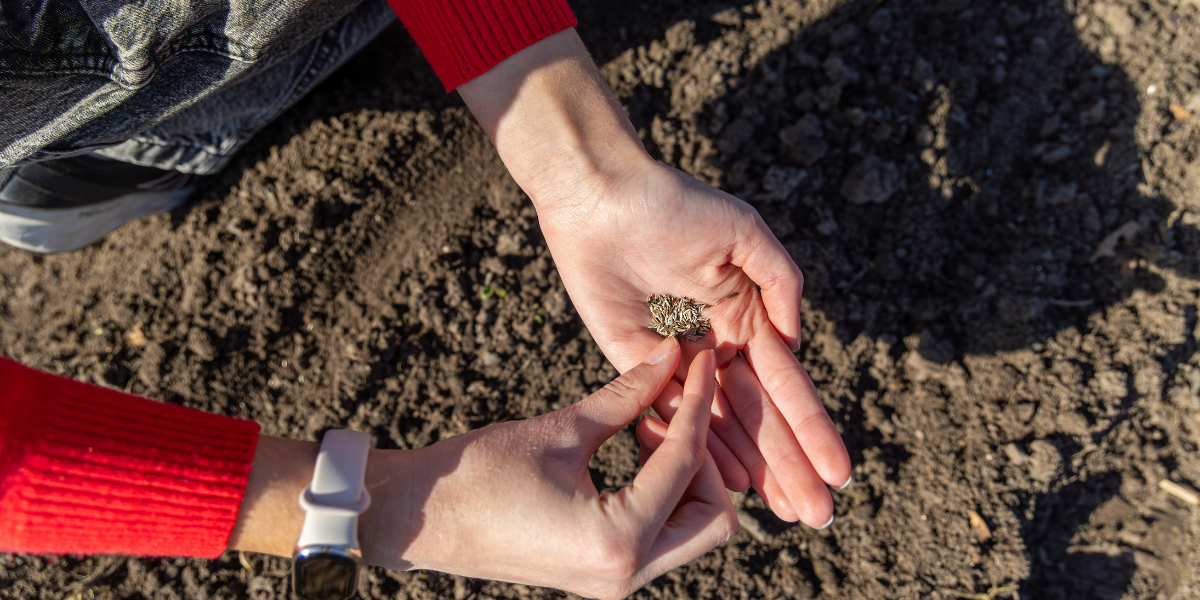 How to Start Your First Allotment
