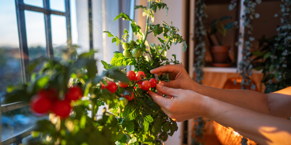 The Beginner's Guide to Growing Tomatoes