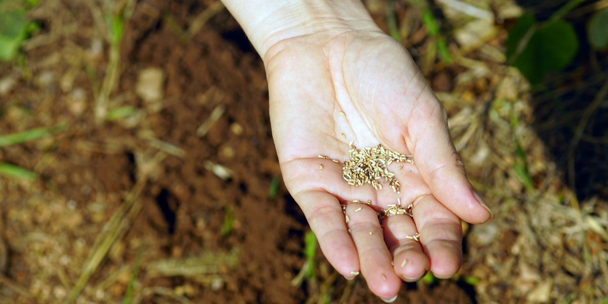 Heirloom Seeds Worth Seeking Out This Season