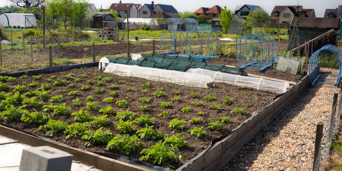 The Secret to Succession Planting