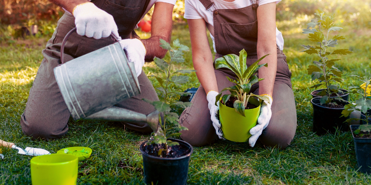 Two people planting young seedlings in garden soil