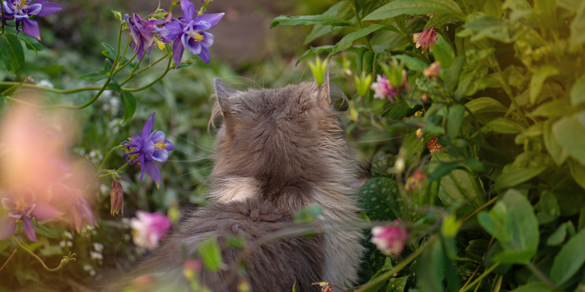 A hedgehog nestled among blooming garden flowers