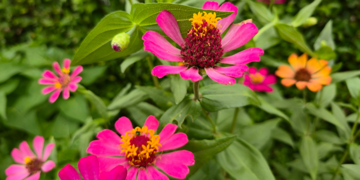 Vivid pink and orange zinnia flowers blooming in a summer garden
