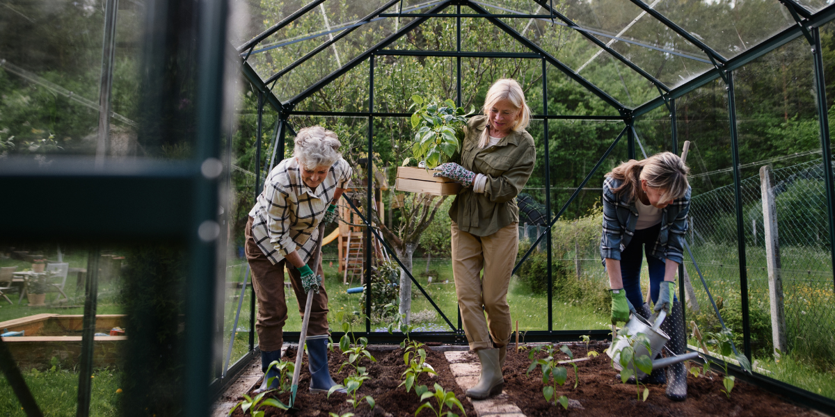 Three people working together in a greenhouse, tending to plants